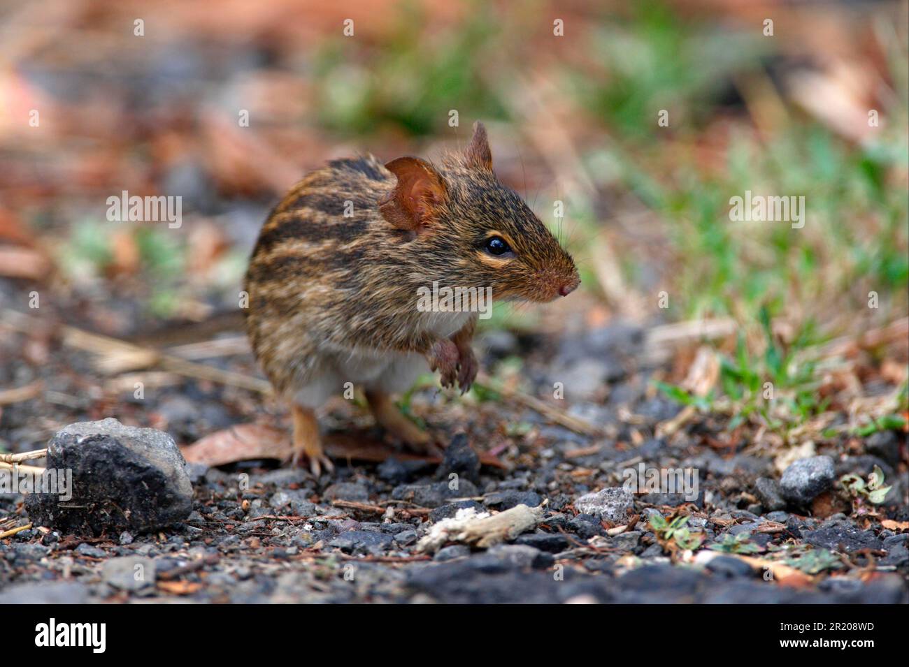 Striped Grass Mouse (Lemniscomys sp.) adult, standing on hind legs at roadside, Lake Naivasha, Kenya Stock Photo