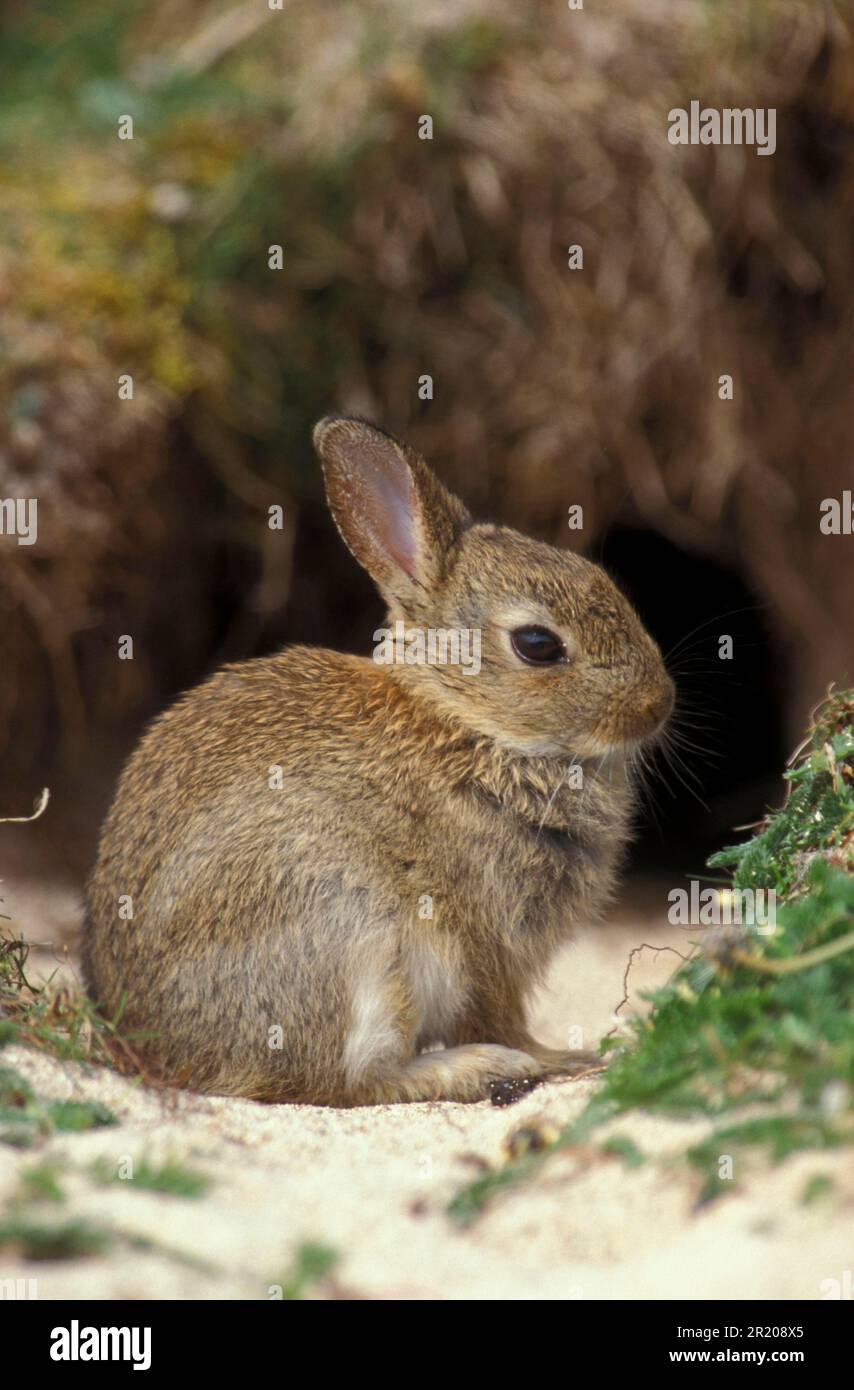 Oryctolagus cuniculus cave hi-res stock photography and images - Alamy