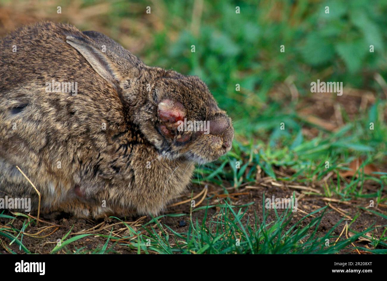 European rabbit (Oryctolagus cuniculus) with myxomatosis Stock Photo