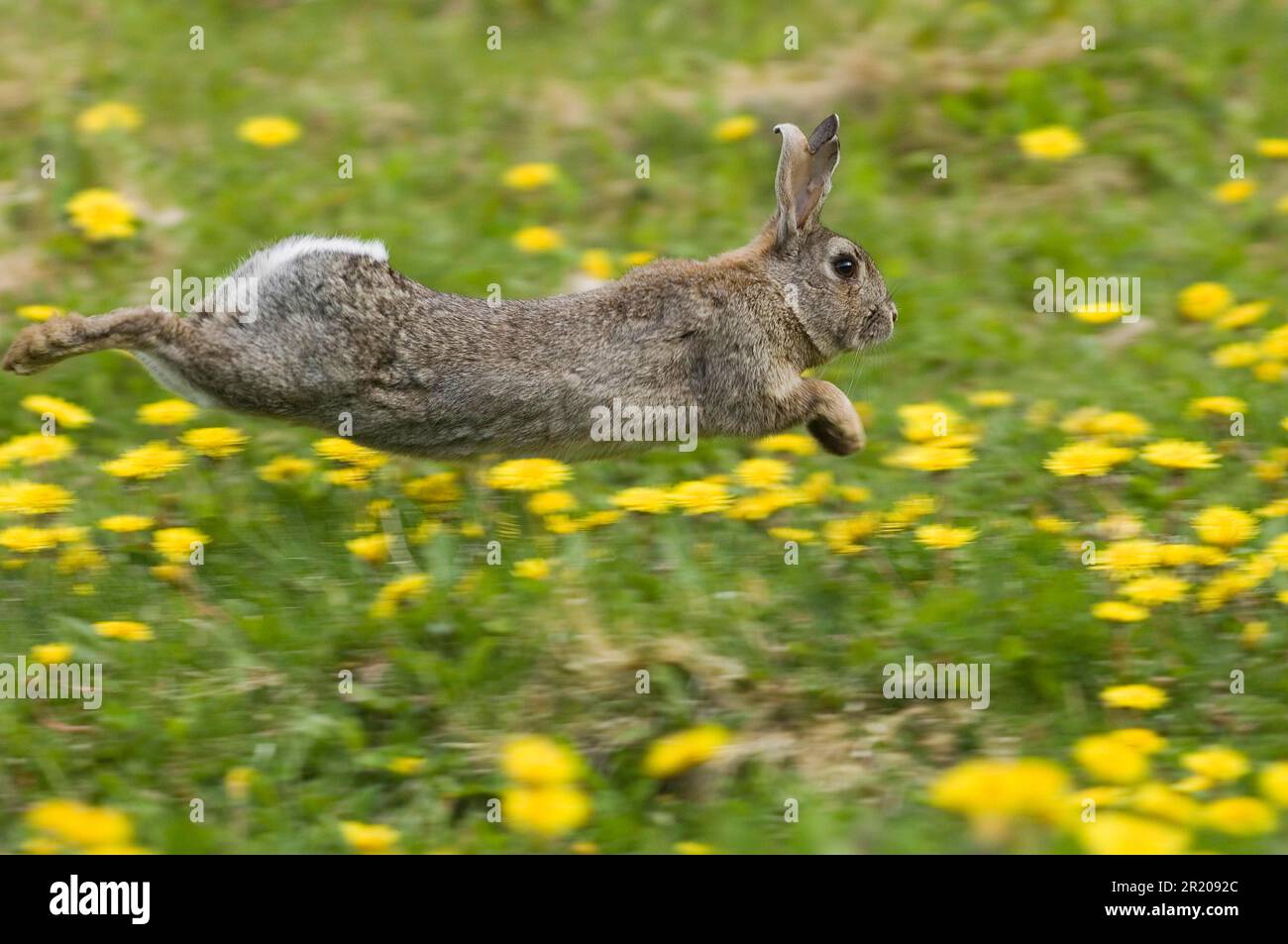 European rabbit (Oryctolagus cuniculus) adult, running through a field ...