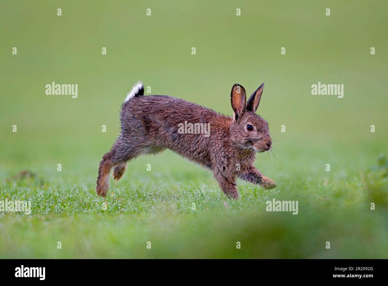 Outdoor rabbit run hi-res stock photography and images - Alamy