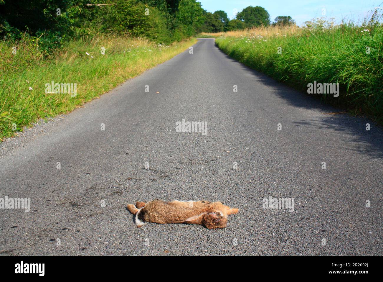 European rabbit (Oryctolagus cuniculus) dead adult killed on a country lane, South Lopham, Norfolk, England, United Kingdom Stock Photo