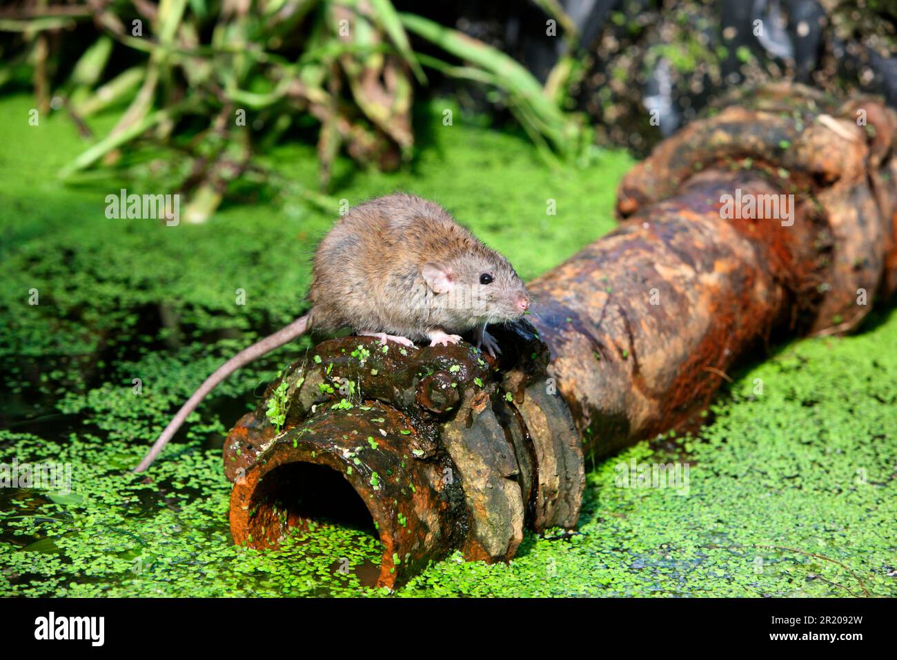 Rat in pipe hi-res stock photography and images - Alamy