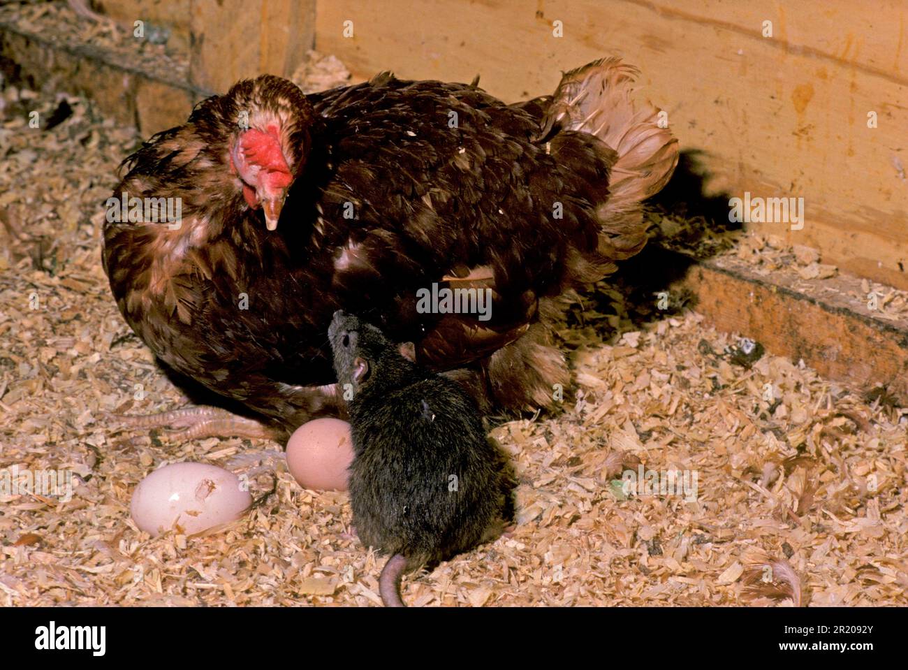 Brown Rat (Rattus norvegicus) adult, raiding eggs from Domestic Chicken