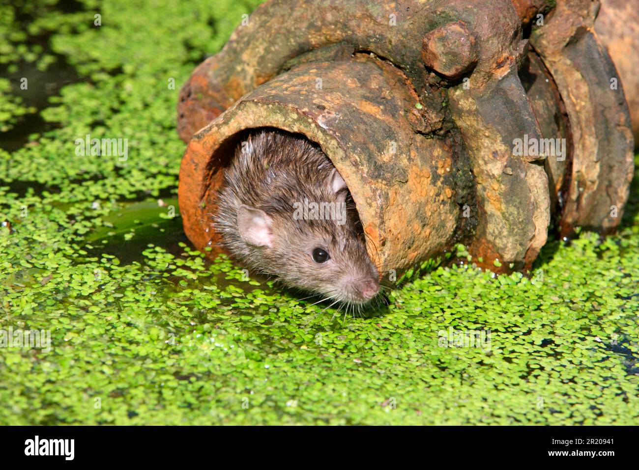 Brown brown rat (Rattus norvegicus) adult, head of rusty metal pipe in water, England, August (in captivity) Stock Photo