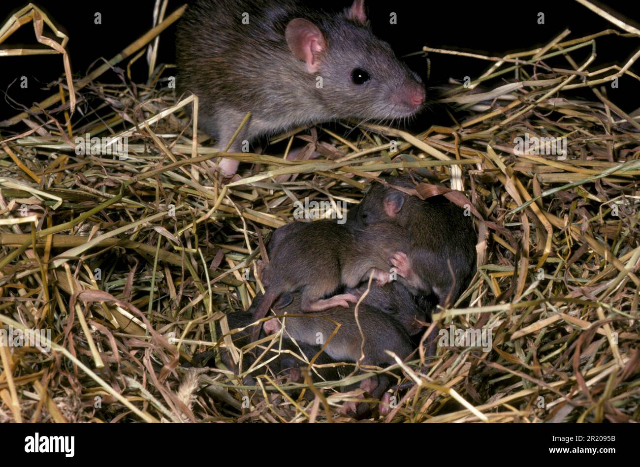 Rattus rattus nest hi-res stock photography and images - Alamy