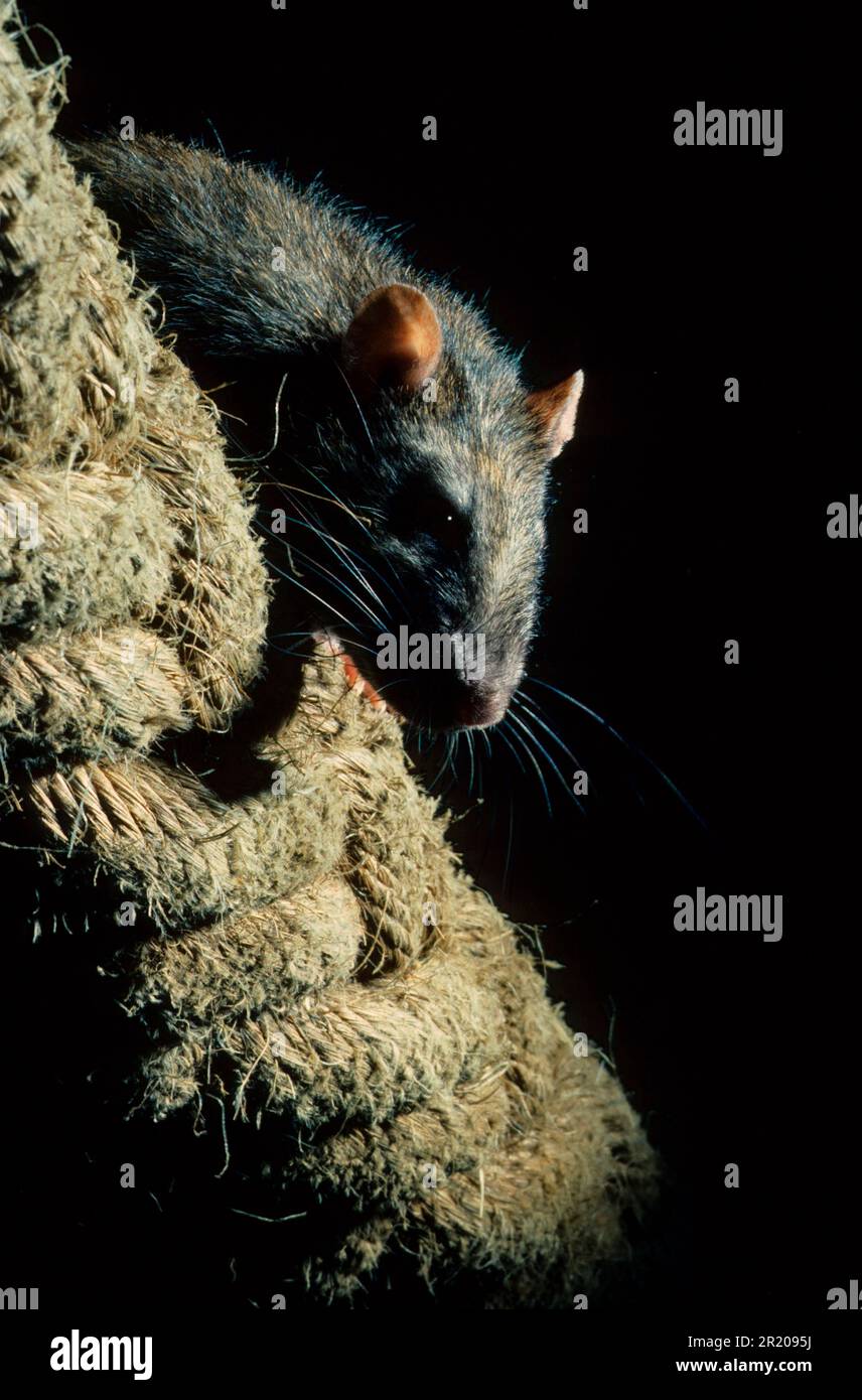 Brown rat (Rattus norvegicus) Head and back over thick rope. Worldwide Stock Photo