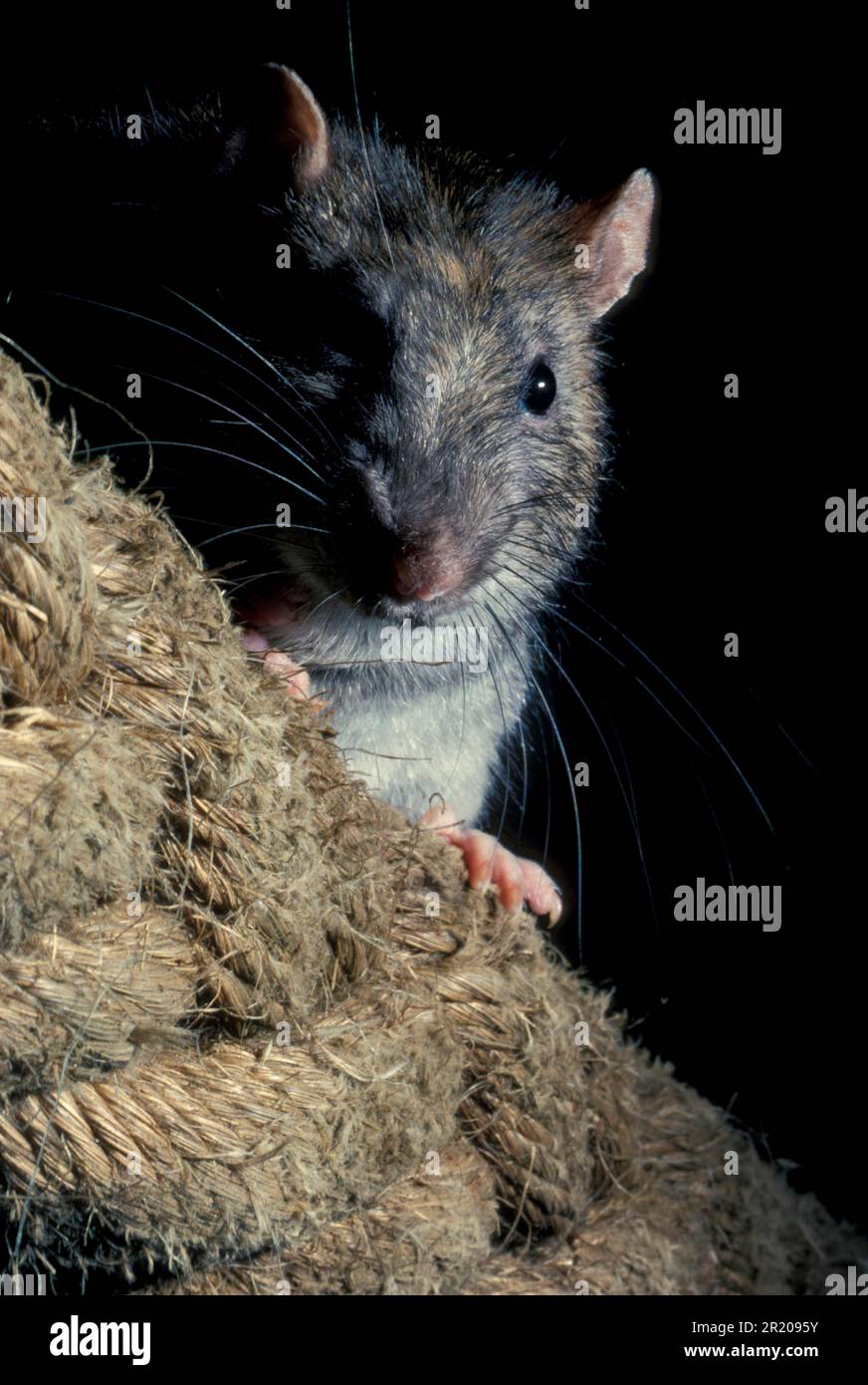 Norway rat, Norway rats, rodents, rat, rats, mammals, animals, RatBrown (Rattus norwegicus) close-up of head, rope Stock Photo