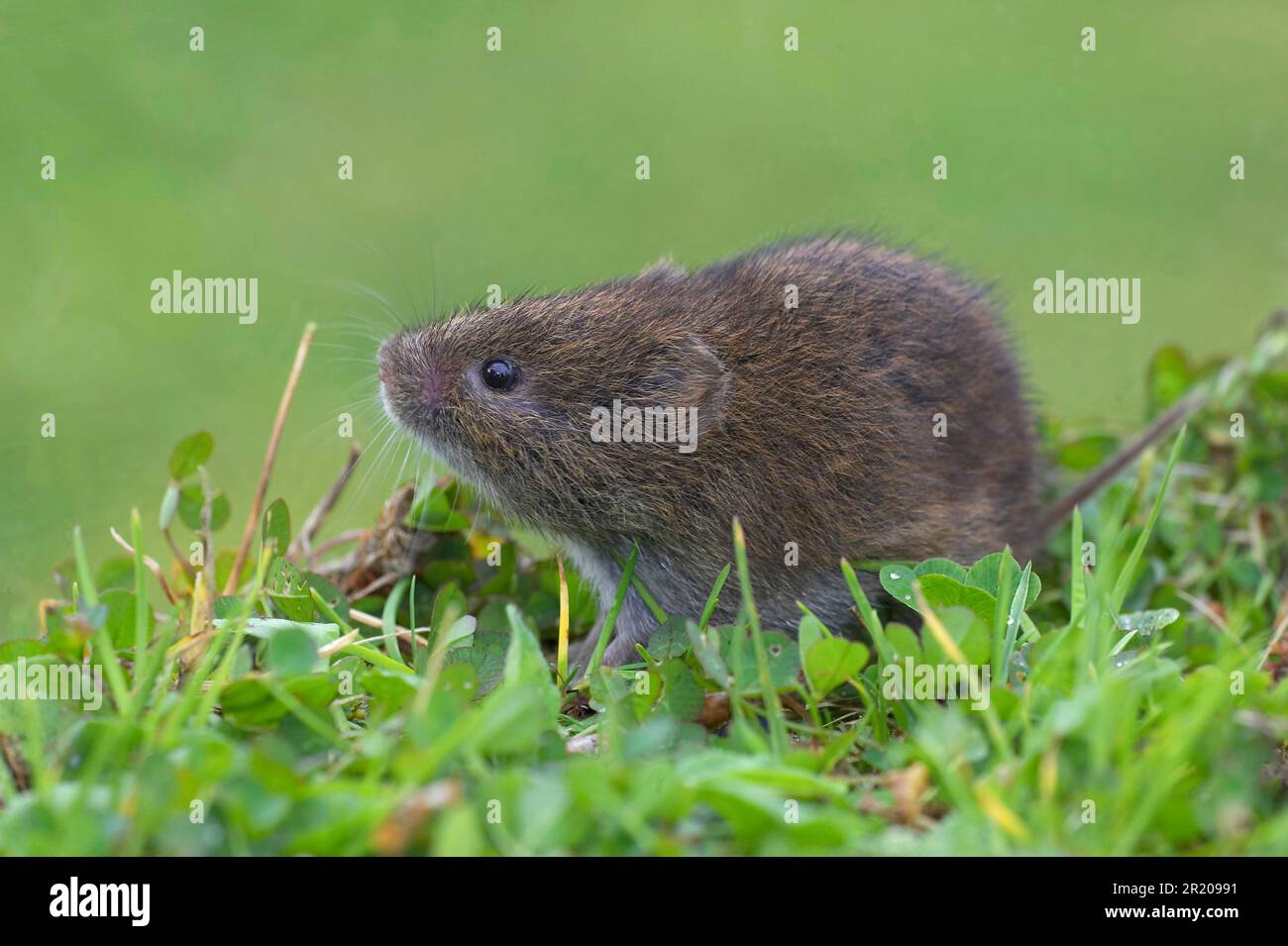 Field vole (Microtus agrestis), Common voles, voles, mice, mouse