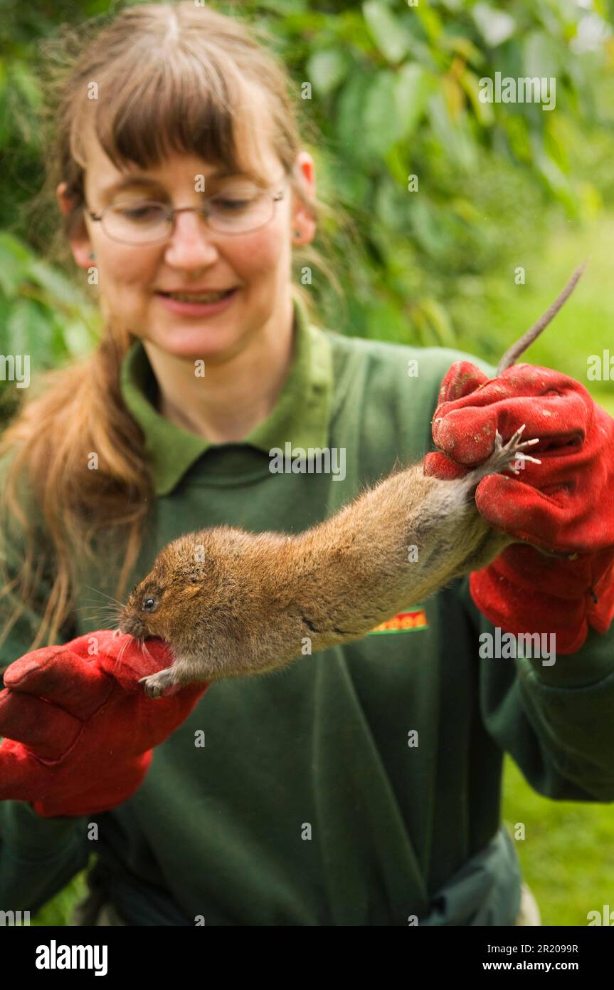 Water Vole (Arvicola terrestris) adult, biting gloves of Wildwood Trust Conservation Officer, during reintroduction at site, Kent, England, United Stock Photo