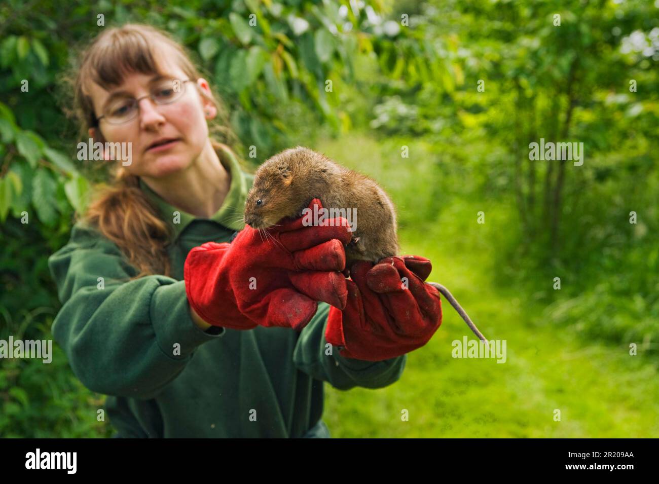 Water Vole (Arvicola terrestris) adult, held in gloves of Wildwood Trust Conservation Officer, during reintroduction at site, Kent, England, United Stock Photo