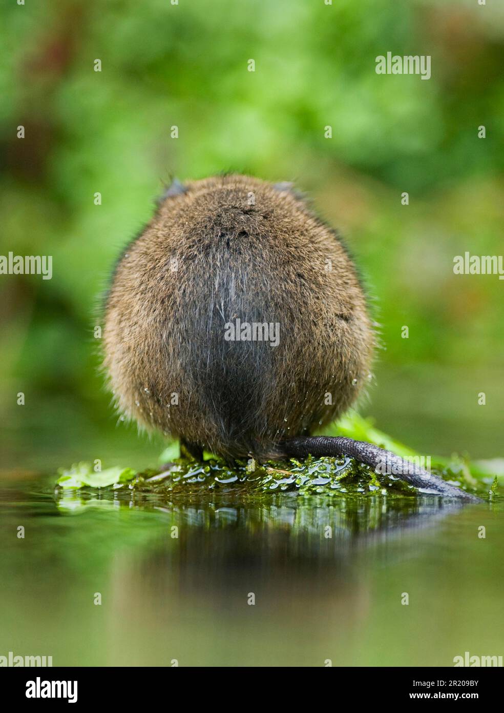 Water Vole (Arvicola terrestris) adult, view of back, in water, Kent, England, United Kingdom Stock Photo