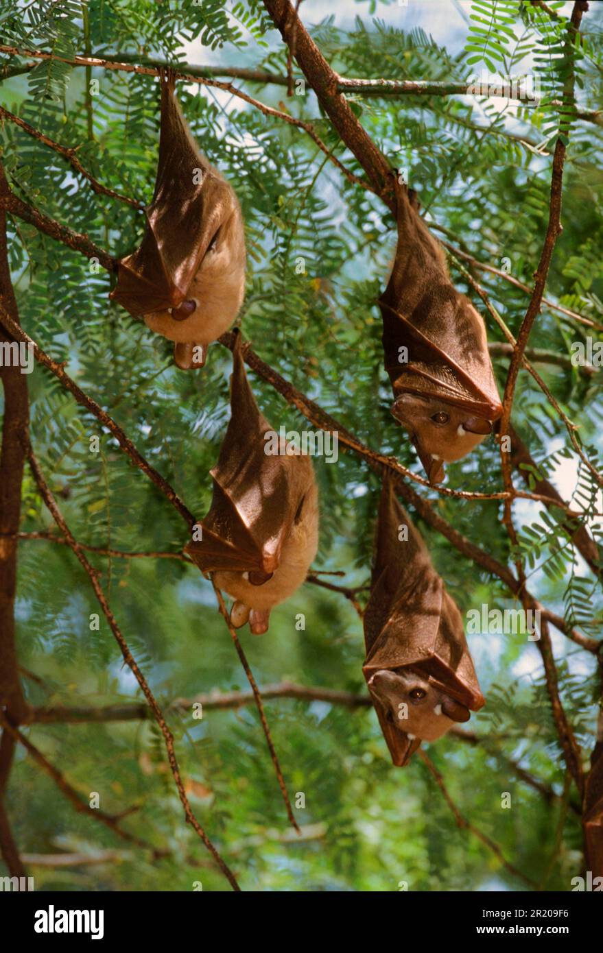 Peters's epauletted fruit bats (Epomophorus crypturus), Bats, Mammals ...
