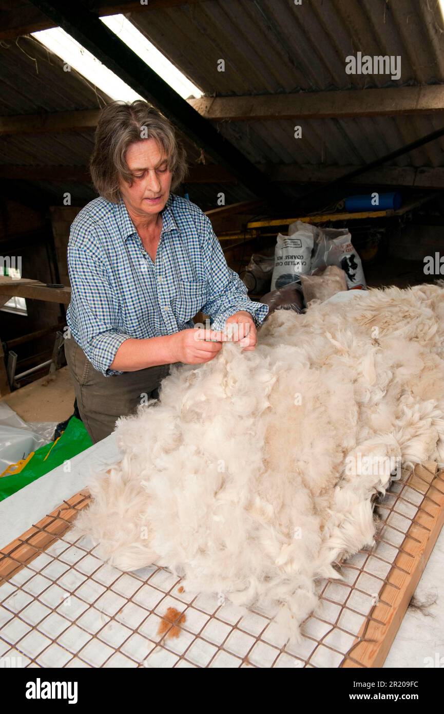 Alpaca (Llama pacos) wool, freshly shorn fleece is packed in bags, England, United Kingdom Stock Photo