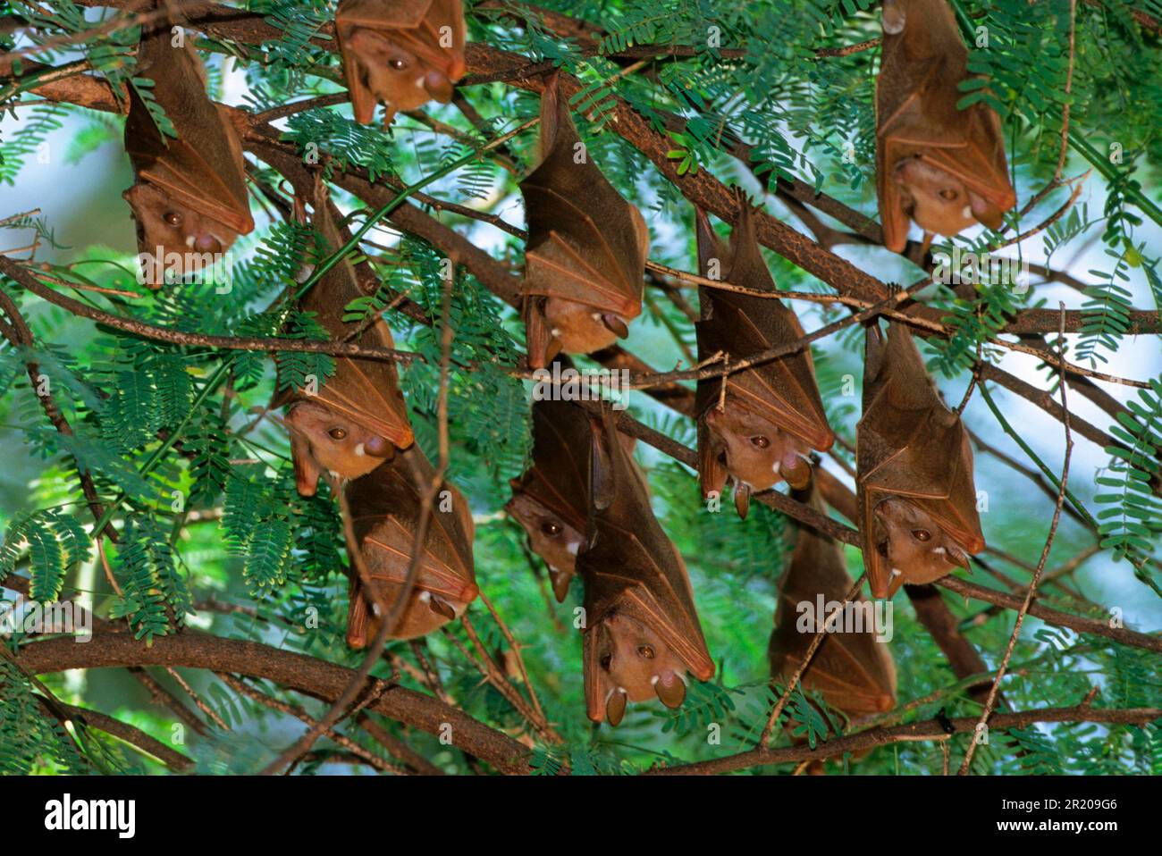 Group of epaulet fruit bats (Epomophorus crypturus) that sleep during