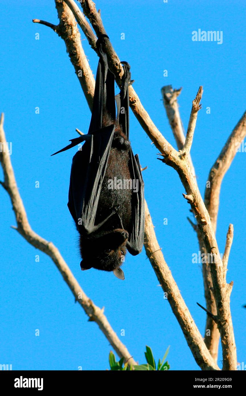 Central flying black flying fox (Pteropus alecto), male sleeping in
