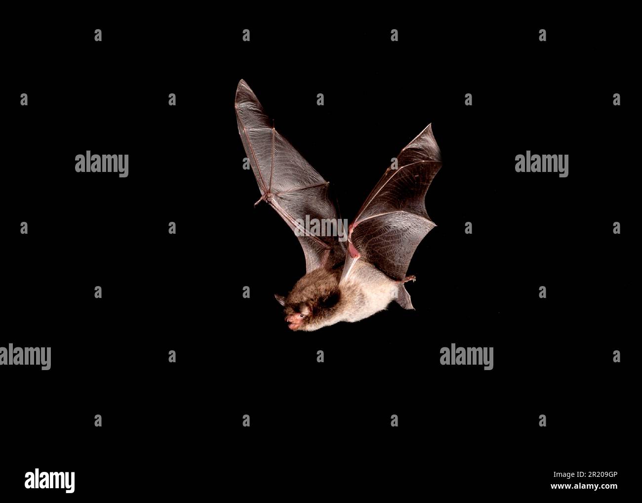 Water bat, daubenton's bats (Myotis daubentonii), Water bats, Bats