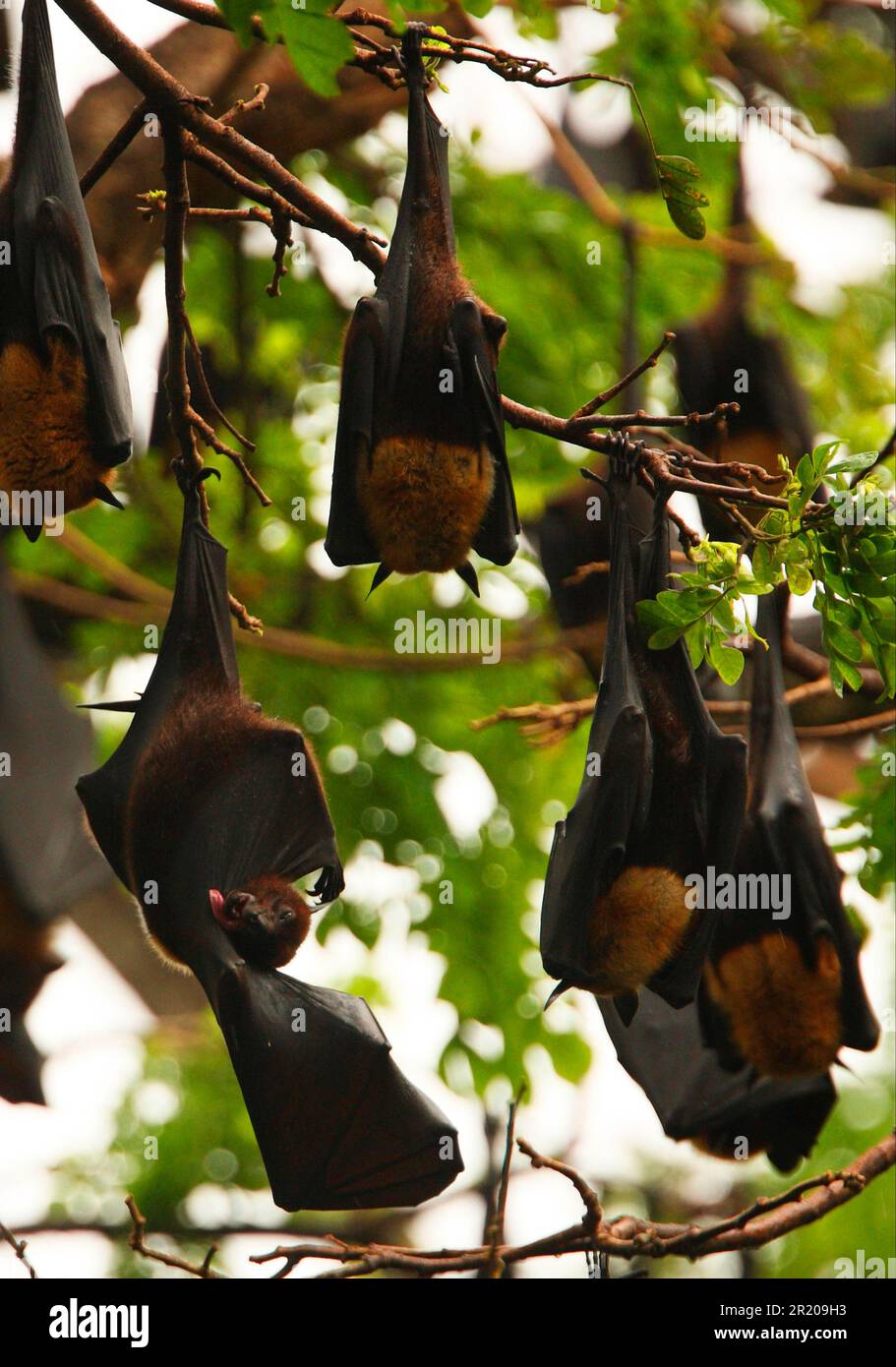 Indian flying fox (Pteropus giganteus), Indian giant flying fox, flying