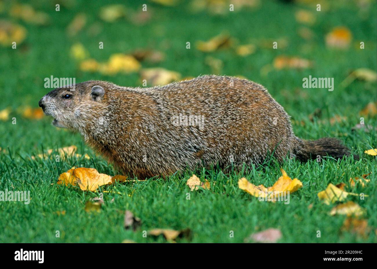 Adult woodchuck hi-res stock photography and images - Alamy