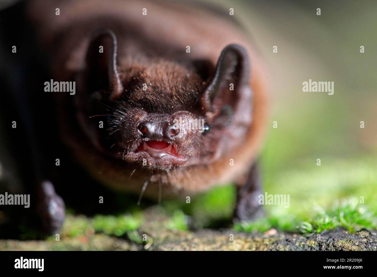 Leisler's Bat (Nyctalus leisleri) adult, closeup of head, England