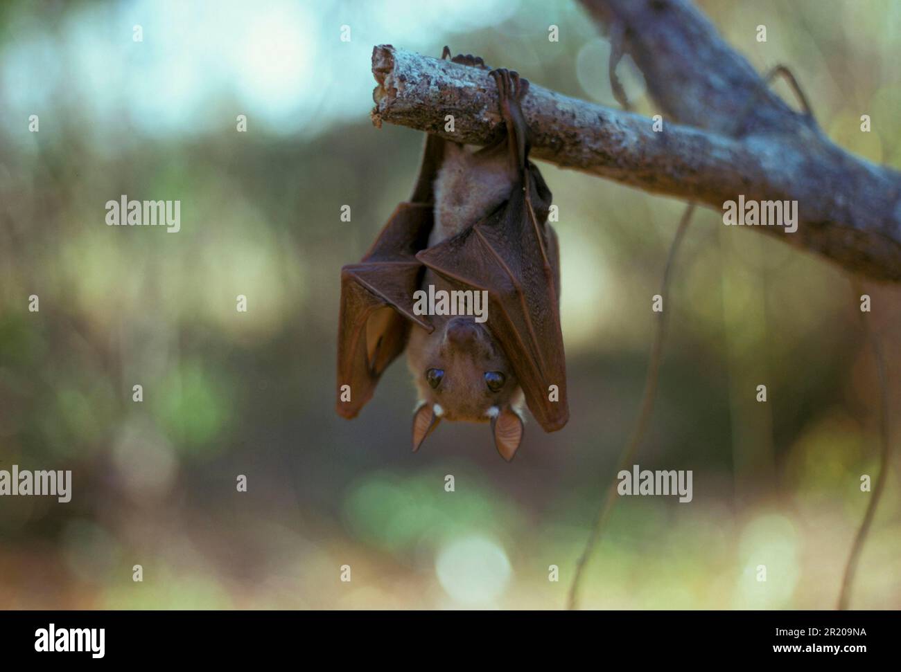 Wahlberg's Fruit Bat, Wahlberg's Fruit Bat, Bats, Mammals, Animals, Wahlberg's Fruit Bat (Epompohorus wahlbergi) Hanging from branch (S) Stock Photo