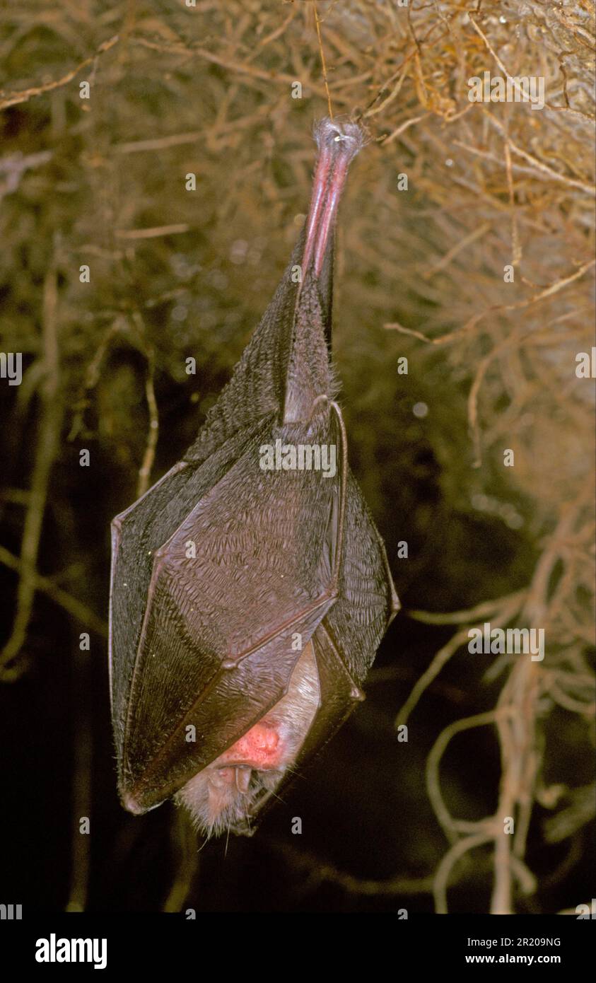 Lesser Horseshoe Bat, Lesser Horseshoe Bats, Bats, Mammals, Animals