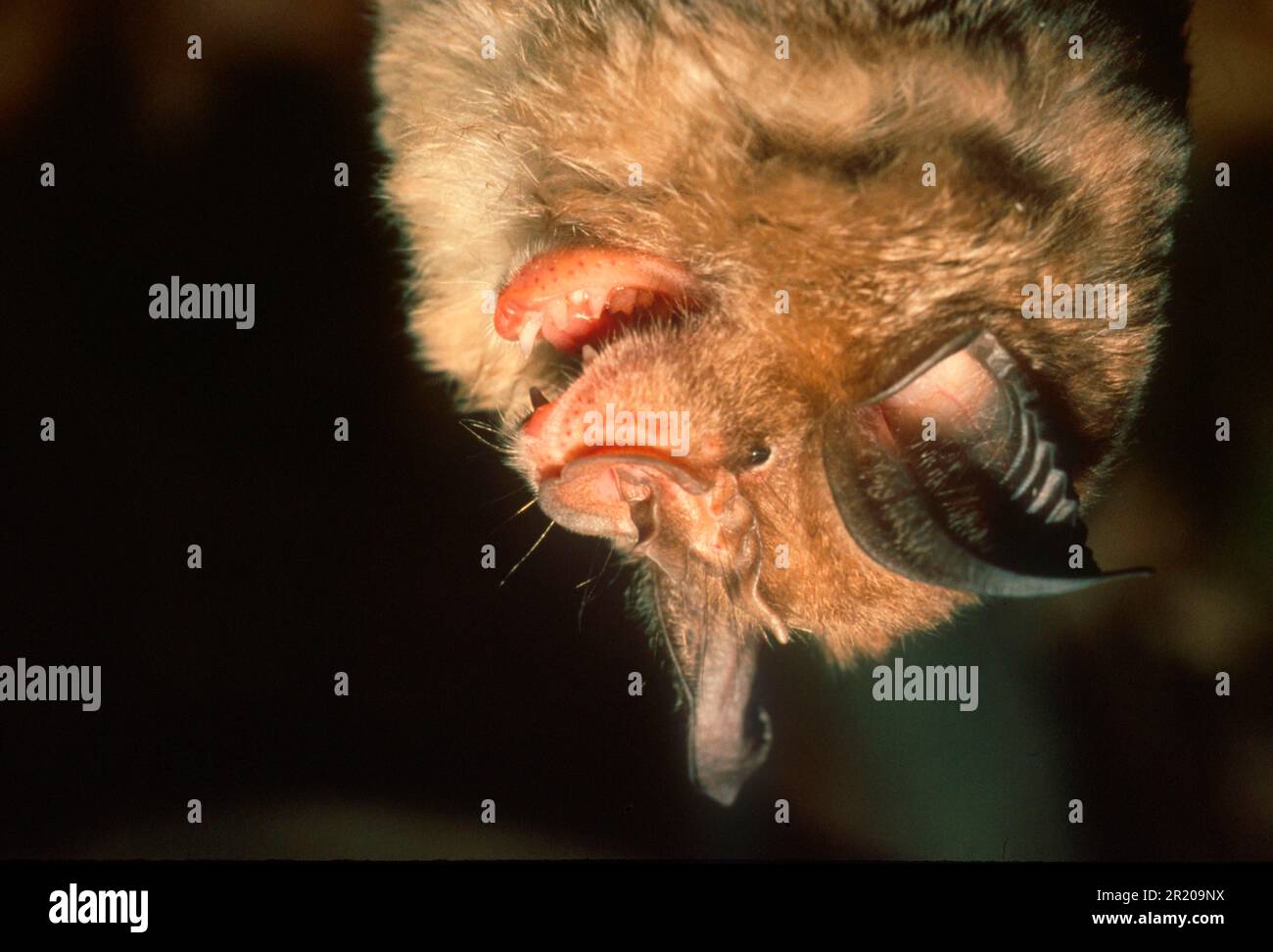 Rhinolophus ferrumequinum, Greater horseshoe bat, greater horseshoe bats (Rhinolophus