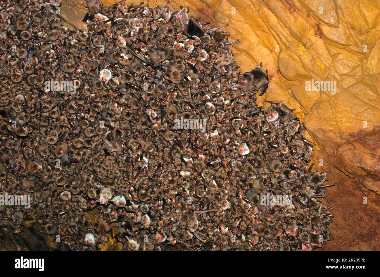 Breeding colony of the greater common bent-wing bat (Miniopterus greater mouse-eared bat (Myotis myotis) with schreibers' long-fingered bat Spain Stock Photo