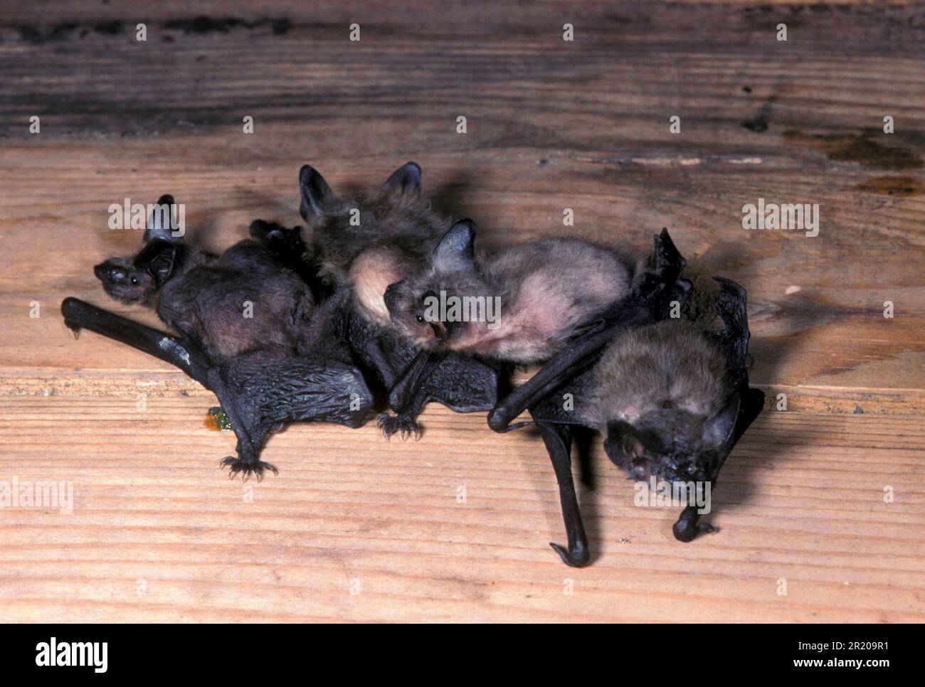 Pipistrelle Bat (P. pipistrellus) Close-up of young in maternity roost (S), Mammals, Animals, Pipistrelle Bat (P. pipistrellus) Stock Photo