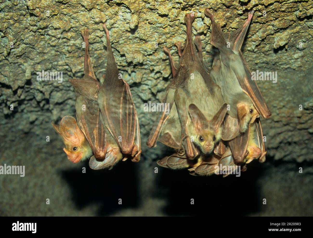 Ghost bat (Macroderma gigas), Australian Ghost Bats, Bats, Mammals
