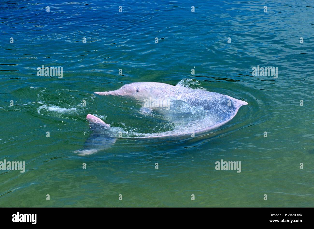 Chinese white dolphin, indo-pacific humpback dolphin (Sousa chinensis