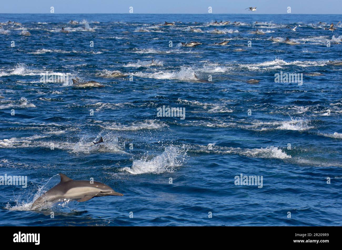 Longsnouted Common Dolphin, Longsnouted Common Dolphin, Longsnouted