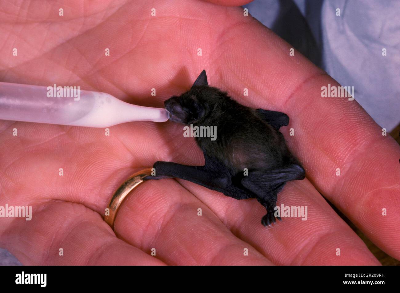 Pipistrelle Bat (S) (P. pipistrellus) Close-up of 1 week old abandoned young being fed on goats milk Stock Photo