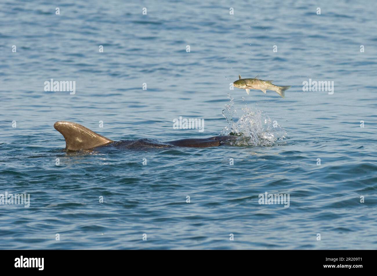 Bottlenose Dolphin (Tursiops truncatus) 'Dave', solitary 'friendly' adult, plays with Grey Mullet (Chelon labrosus), Folkestone, Kent, England Stock Photo