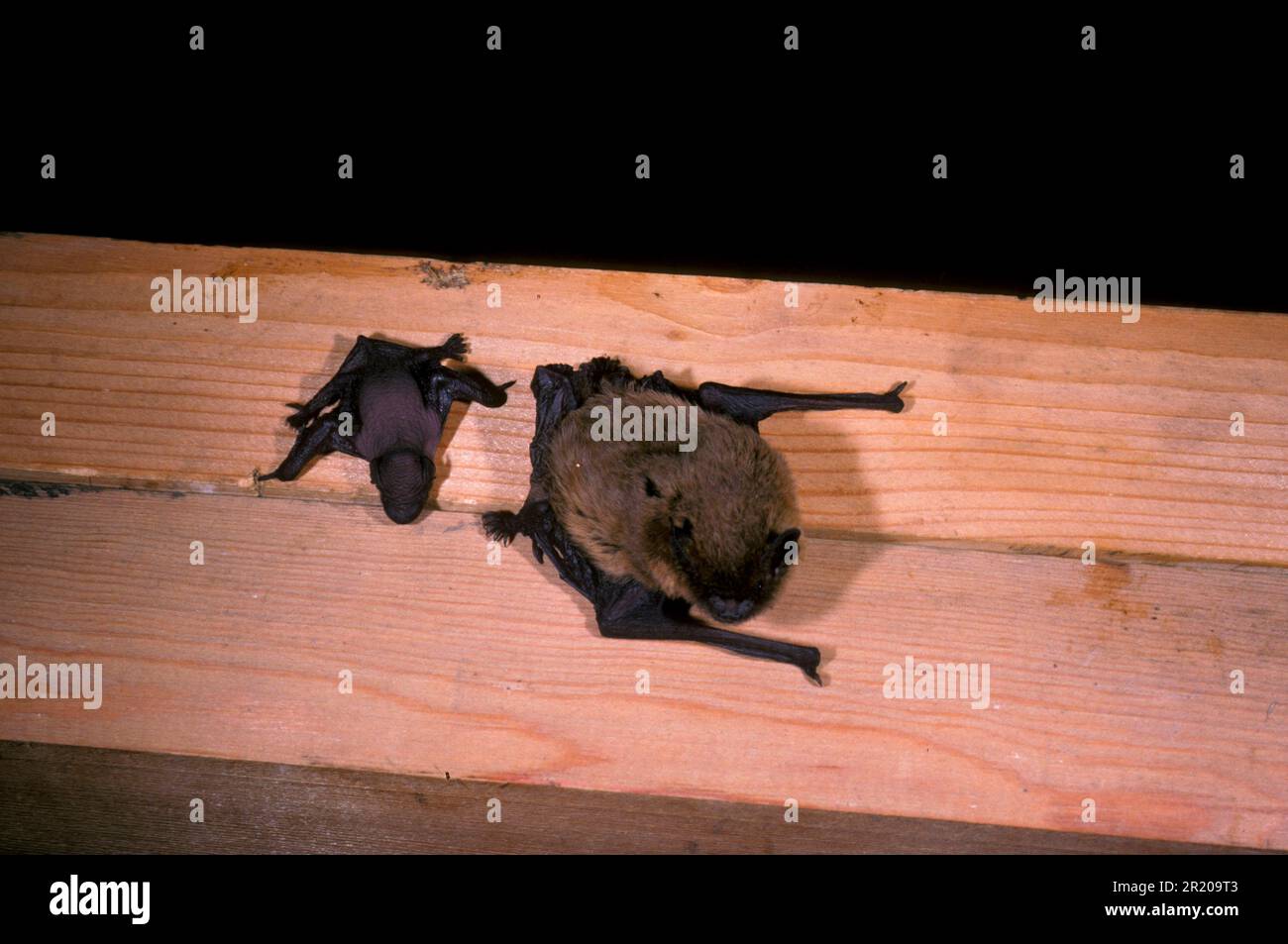 Pipistrelle Bat (P. pipistrellus) Female on wood with young four days old (S) Stock Photo