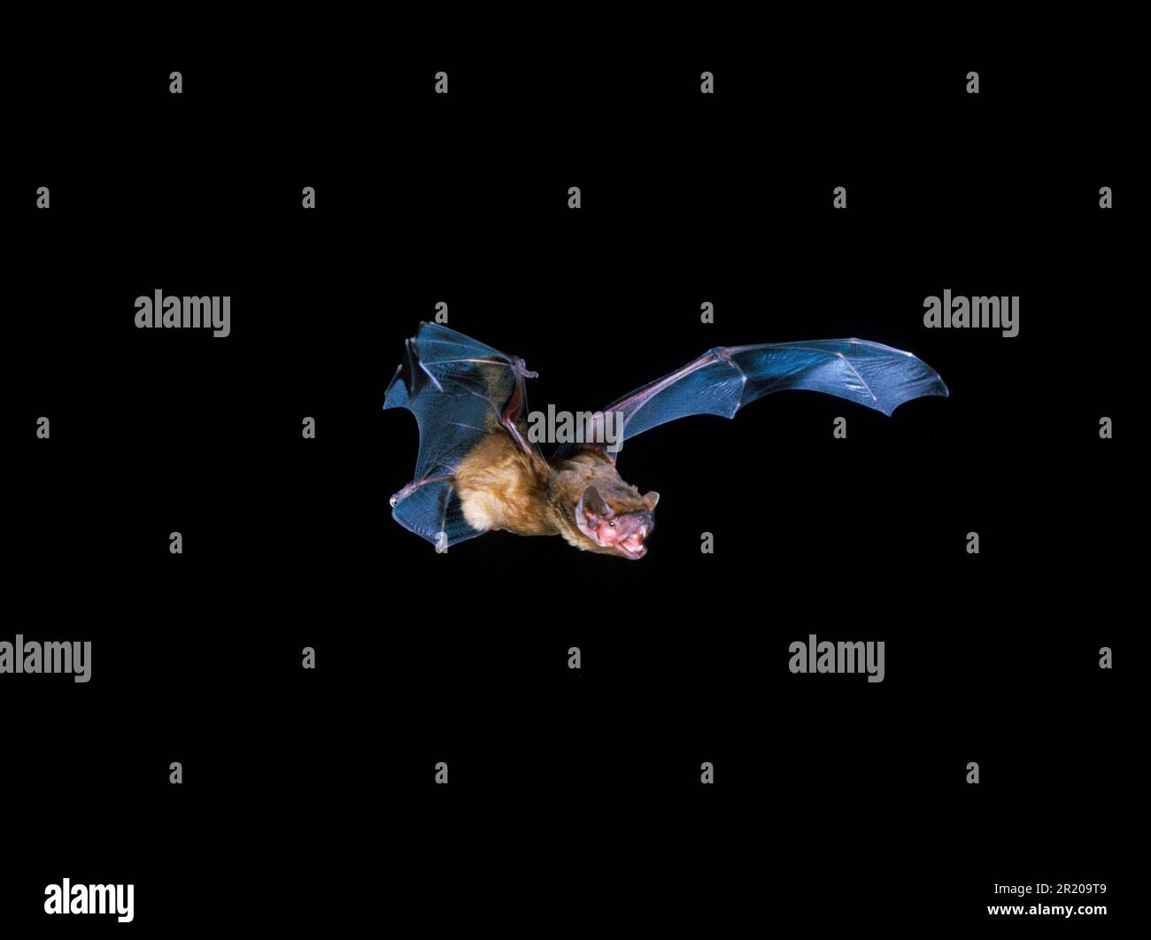 Broadwinged bat, serotine bat (Eptesicus serotinus), Broadwinged bat