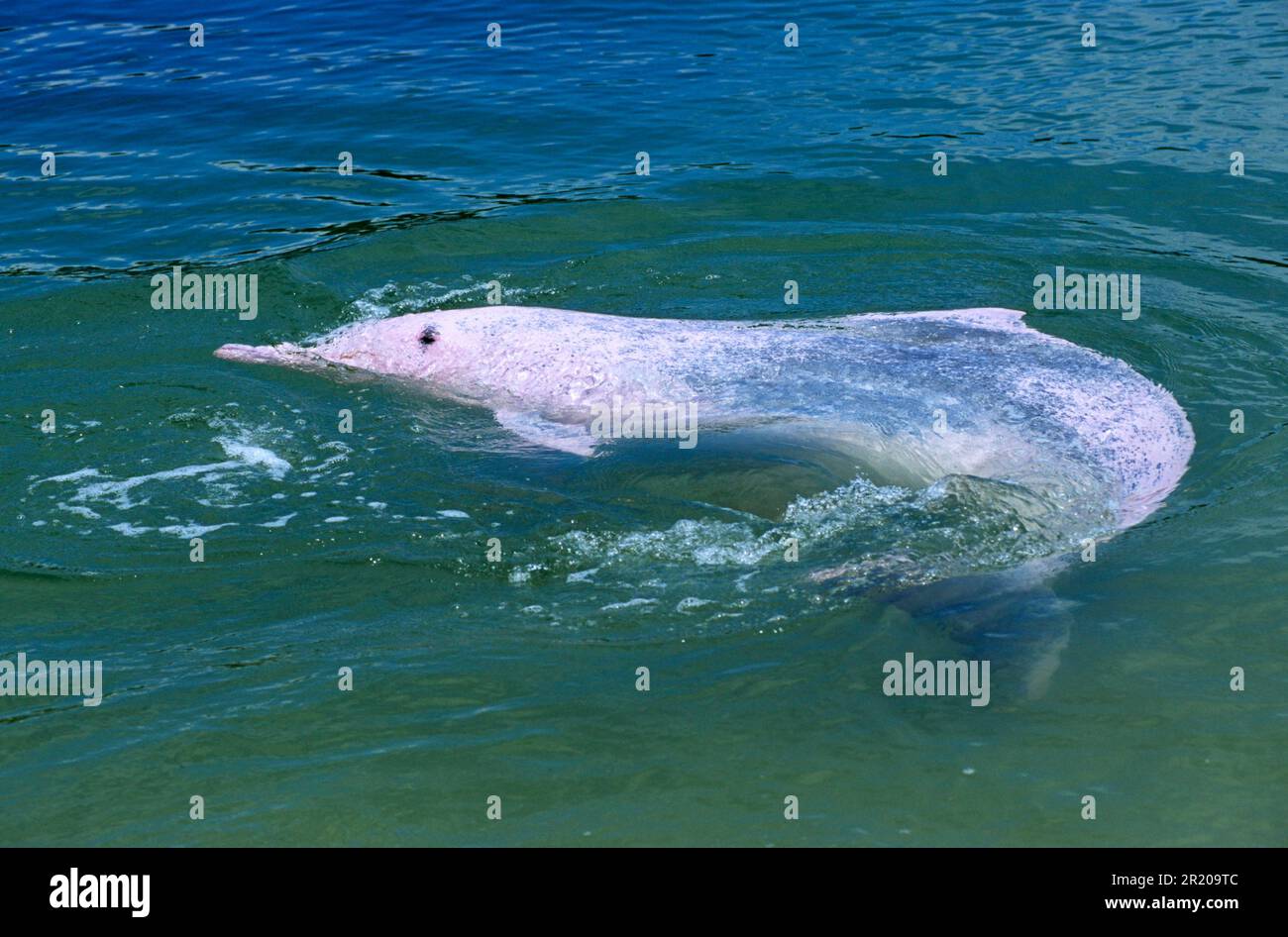 Chinese white dolphin, indo-pacific humpback dolphin (Sousa chinensis), Chinese white dolphins, Chinese white dolphins, Dolphins, Marine mammals Stock Photo