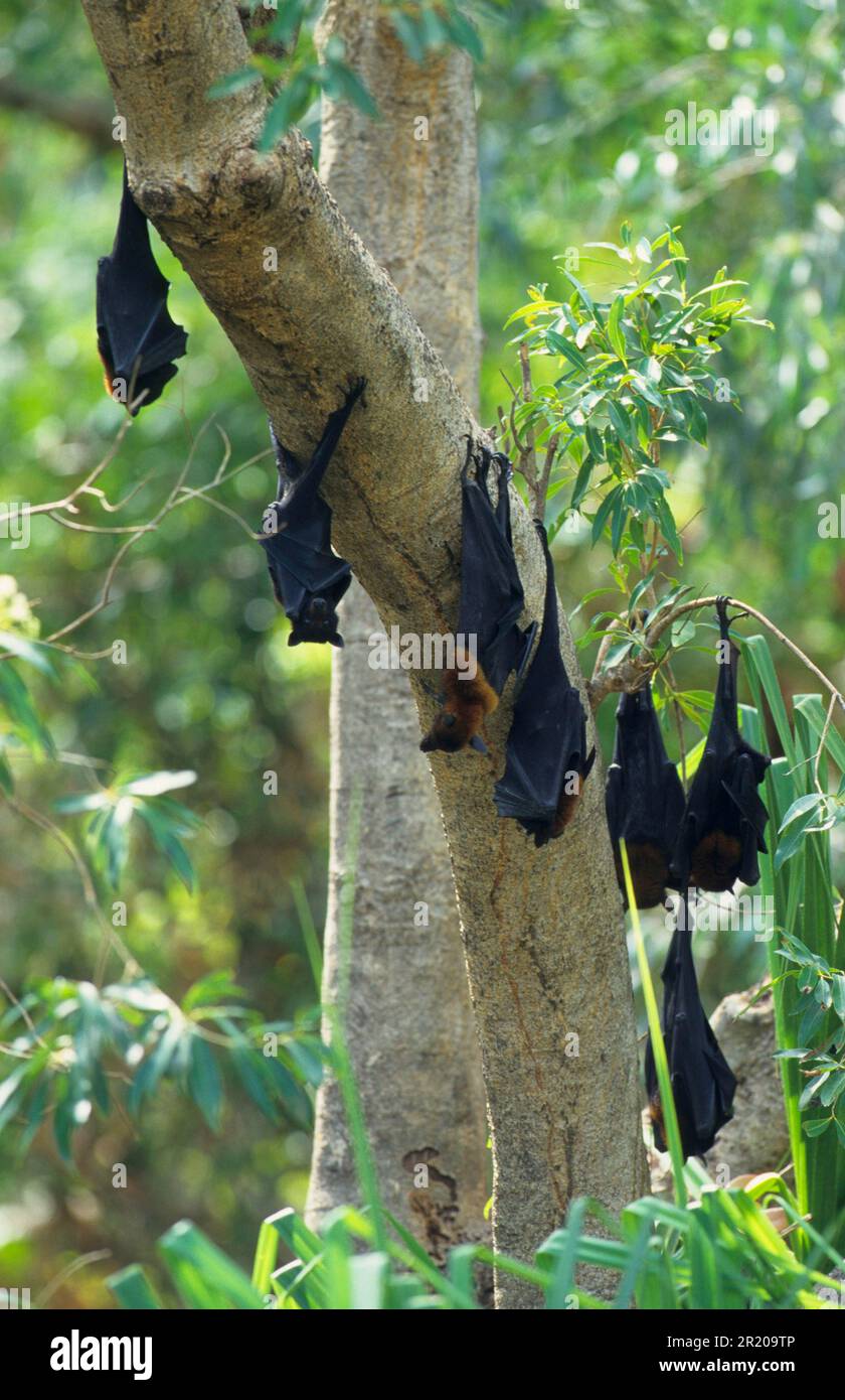 Black Flying Fox Pteropus Alecto Black Fruit Bats Bats Mammals