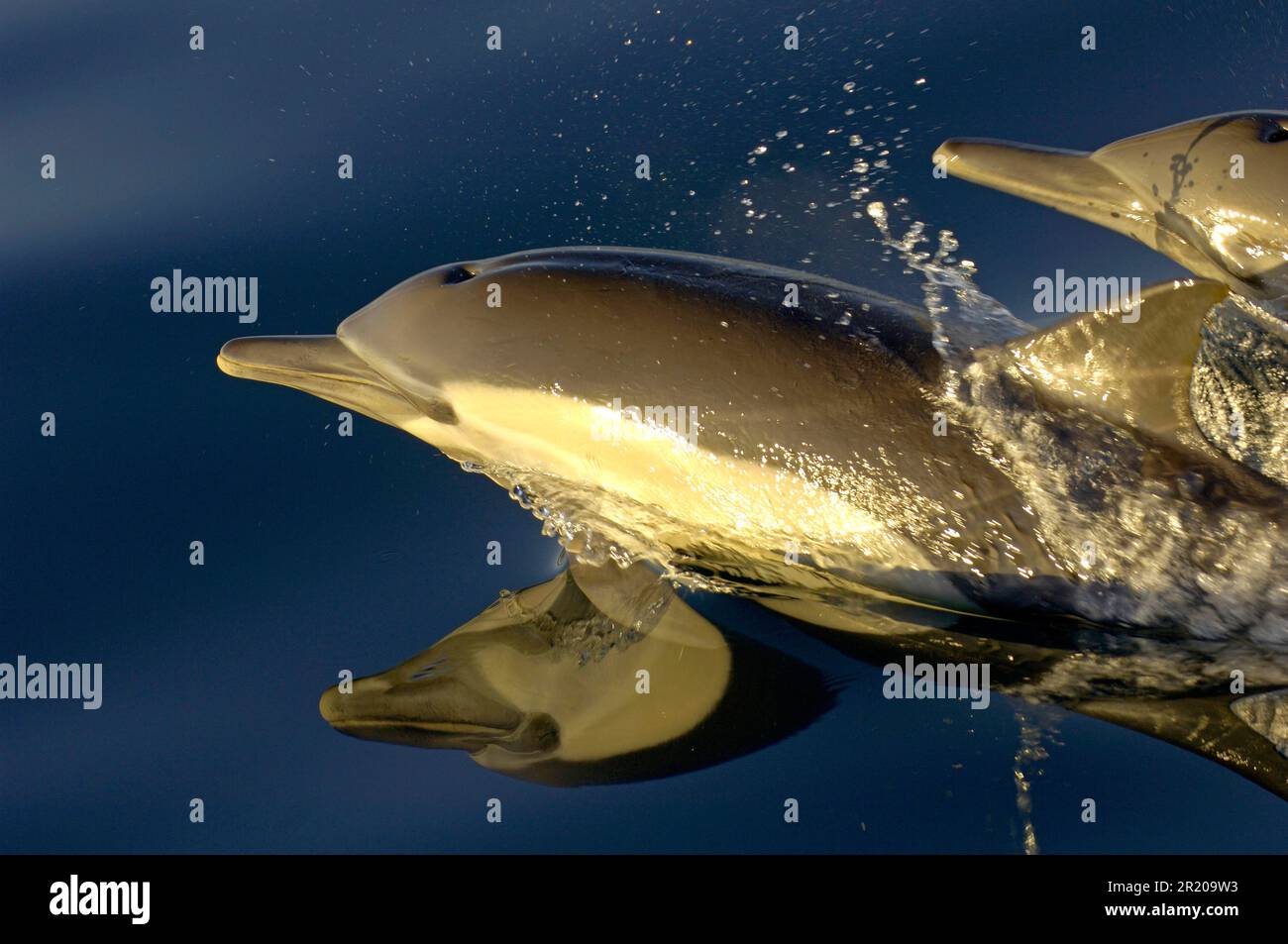 Long-snouted Common Dolphin, Long-snouted Common Dolphin, Long-snouted