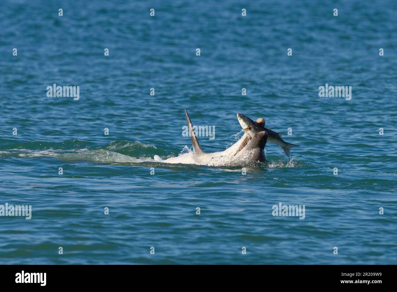 Bottlenose Dolphin (Tursiops truncatus) 'Dave', solitary 'friendly' adult, feeding on Grey Mullet (Chelon labrosus), Folkestone, Kent, England Stock Photo
