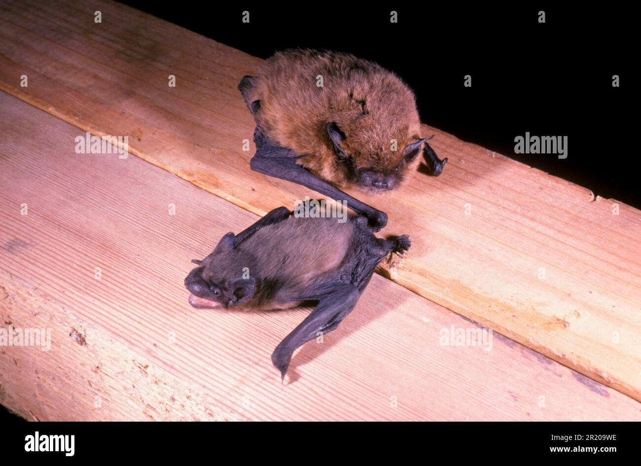 Pipistrelle Bat (Pipistrellus pipistrellus), Bats, Mammals, Animals, Pipistrelle Bat Close-up, mother with 10 day old young (S) Stock Photo