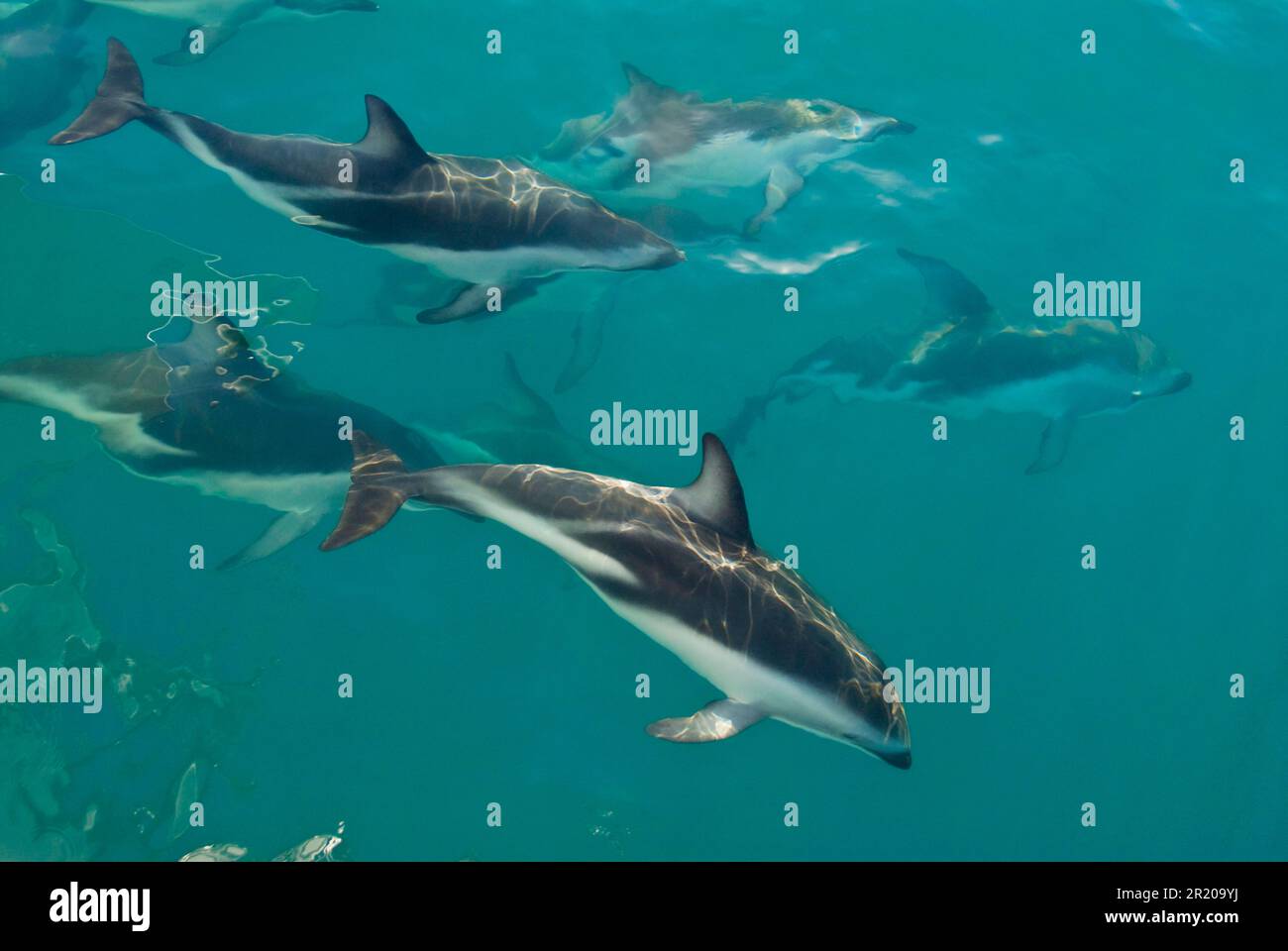 Black dolphin, black dolphin, black dolphins, dusky dolphins