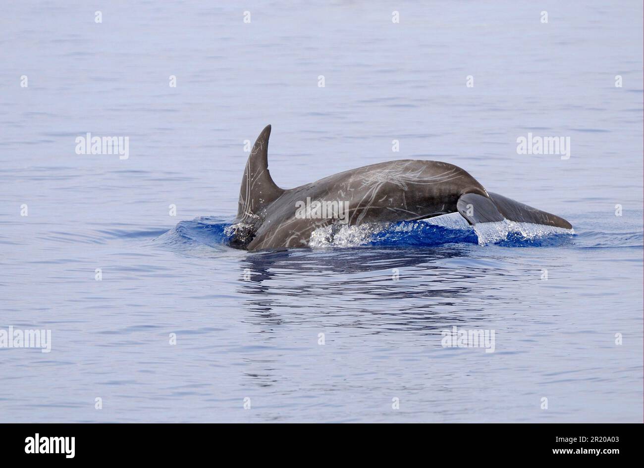 Risso's Dolphin (Grampus griseus) adult, scarred individual, diving, Maldives Stock Photo