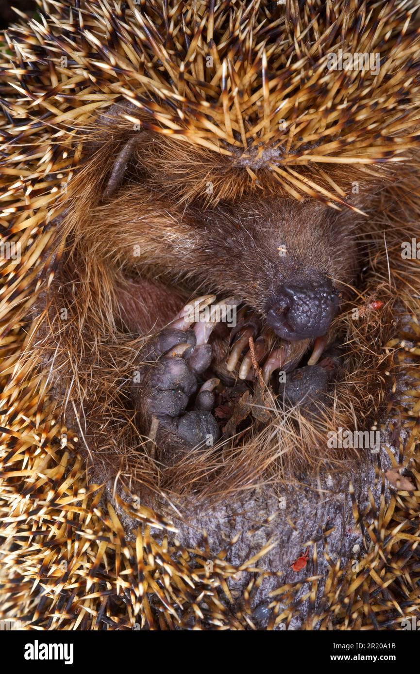 European Hedgehog (Erinaceus europaeus) adult, standing amongst fallen leaves, Norfolk, England, United Kingdom Stock Photo