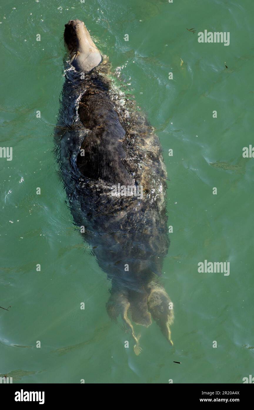 Grey Seal, grey seals (Halichoerus grypus), marine mammals, predators, seals, mammals, animals, Grey Seal adult male, waiting for females to leave Stock Photo
