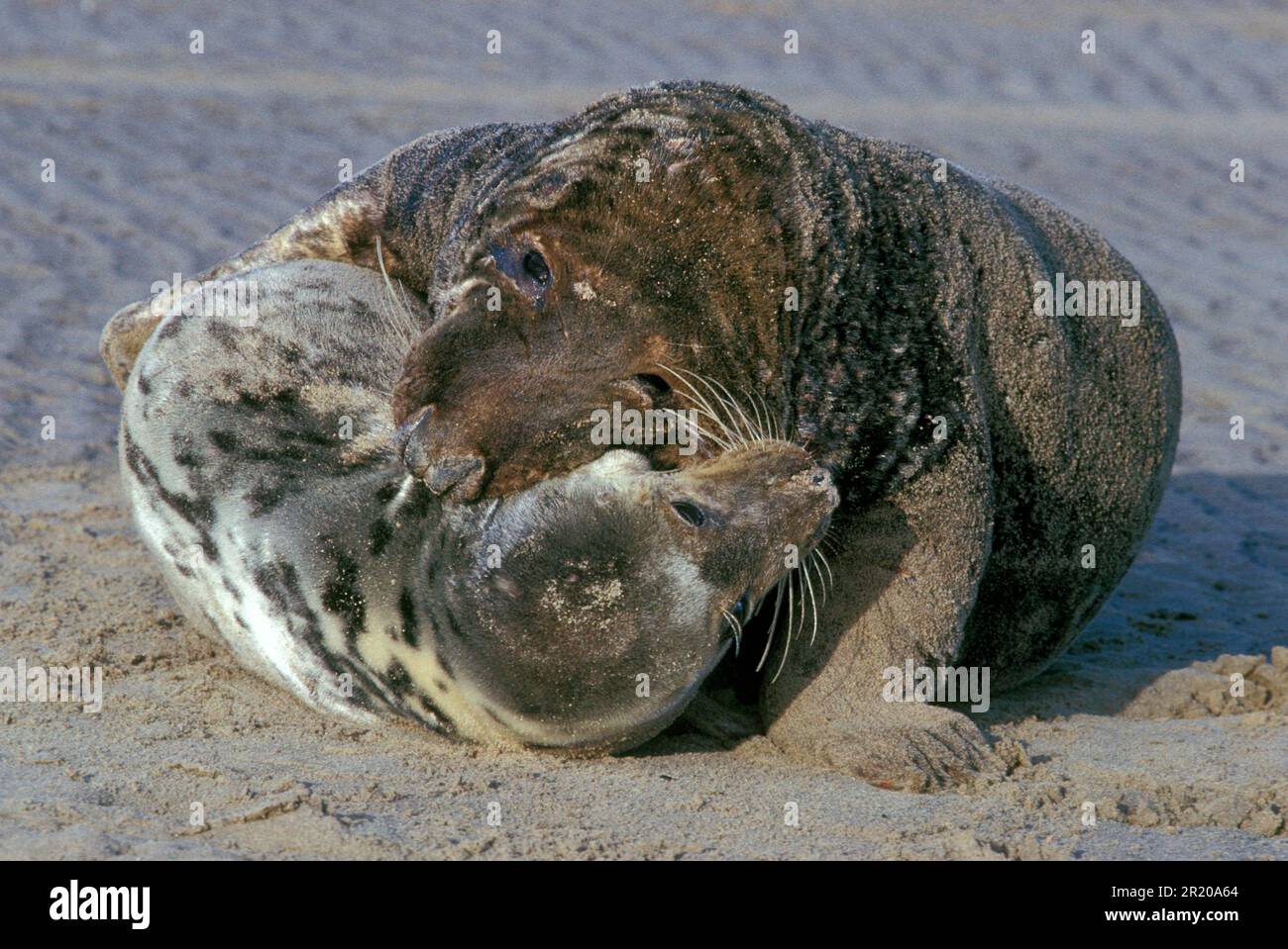Grey seal, grey seals (Halichoerus grypus), Marine mammals, Predators