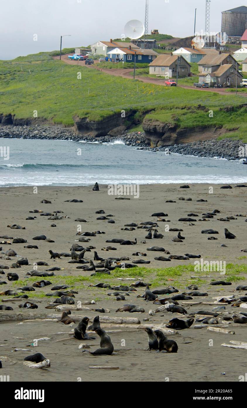 Northern Fur Seal (Callorhinus ursinus) Colony at coast, Saint Paul Island, Pribilof Islands, Alaska (U.) S. A Stock Photo
