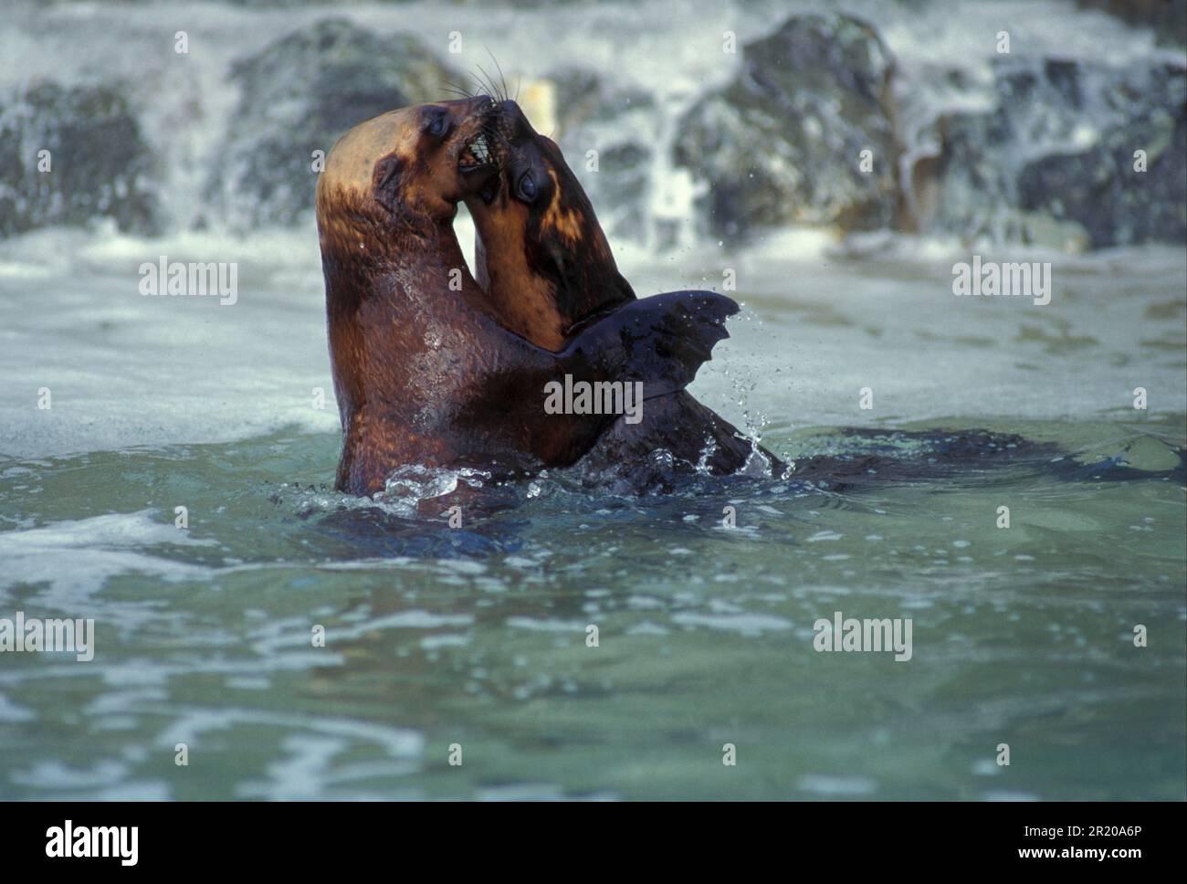 South African fur seal, South African fur seal, pygmy fur seal, dwarf