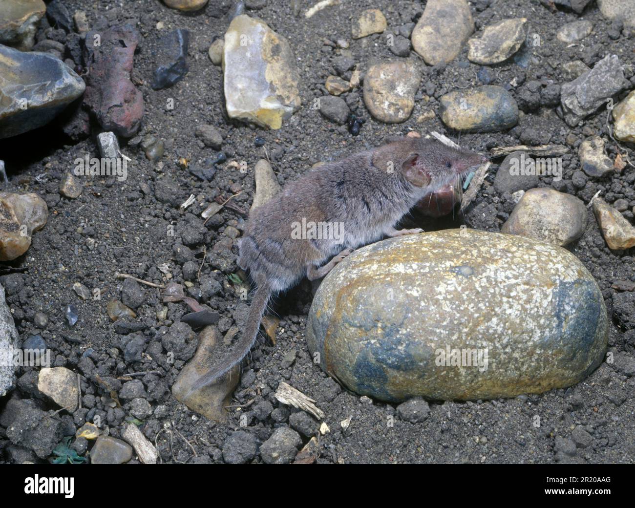 Shrew (Crocidura suaveolens), Lesser White-toothed On stoney ground ...