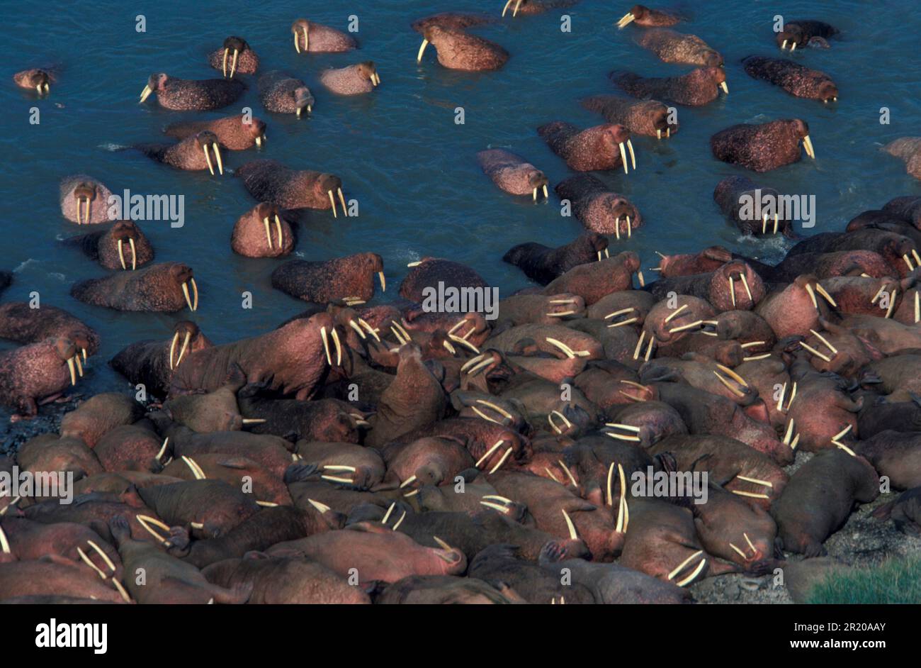 Walrus, walruses, marine mammals, predators, seals, mammals, animals